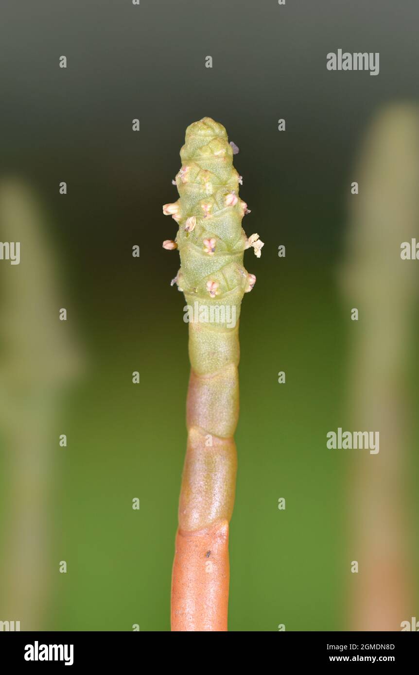 Perennial Glasswort - Sarcocornia perennis Stock Photo