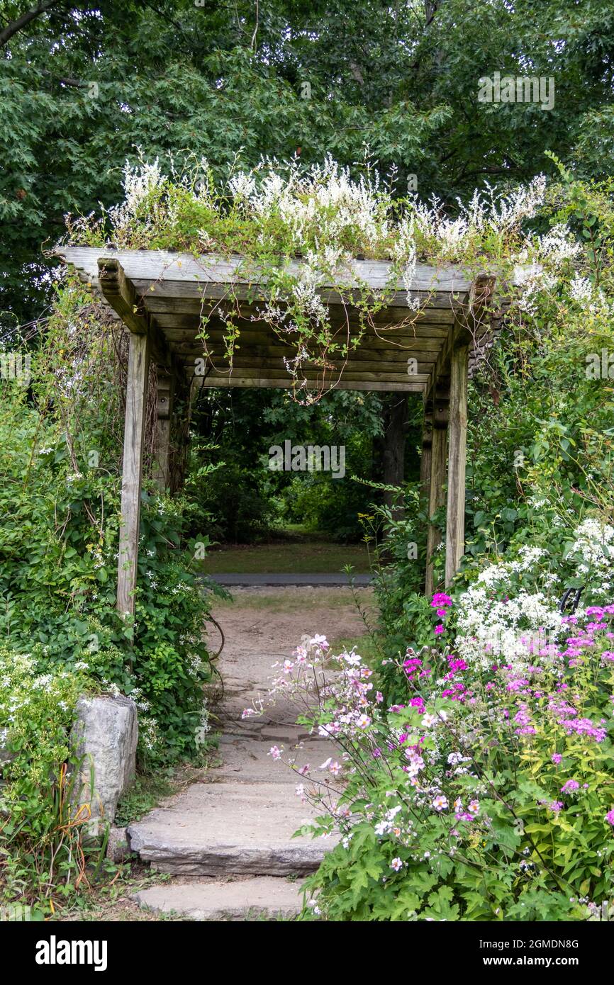 Flowers drape over and surround an old wooden pergola in the garden Stock Photo