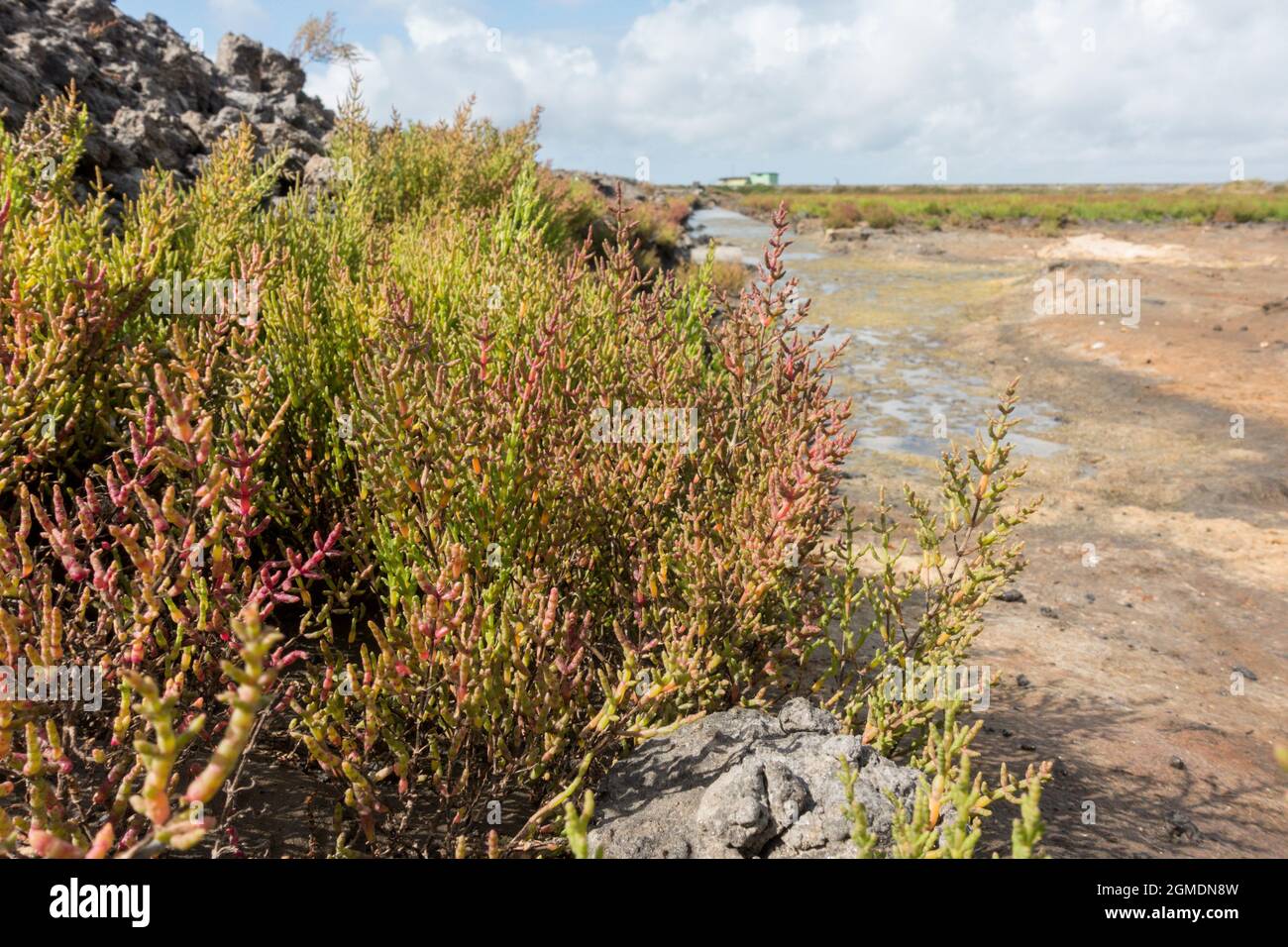 Marsh Samphire at the mudflats and salt marshes of Aveiro, Portugal. Stock Photo