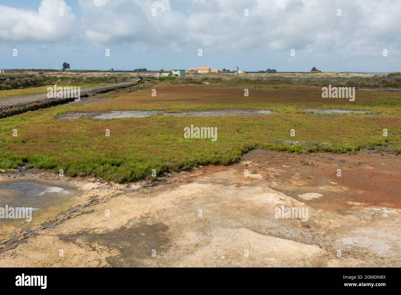 Marsh Samphire at the mudflats and salt marshes of Aveiro, Portugal. Stock Photo
