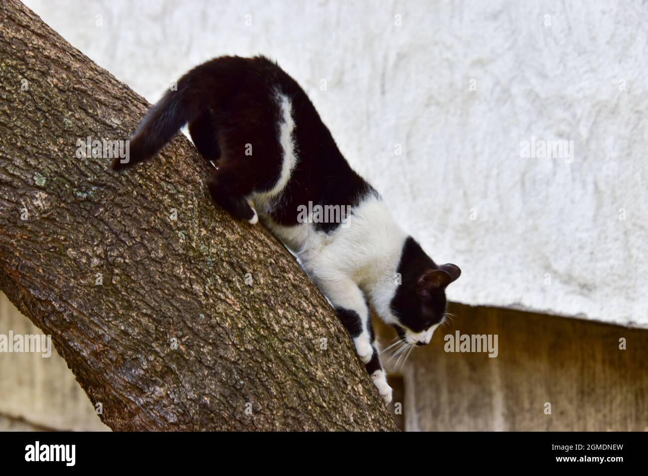Cat climbing down hotsell