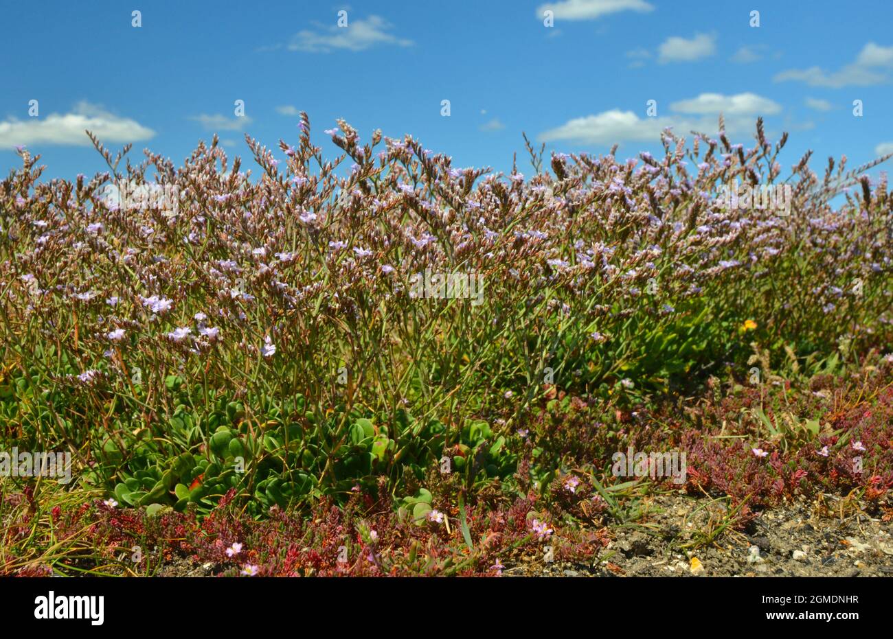 Rottingdean Sea-lavender - Limonium hyblaeum Stock Photo