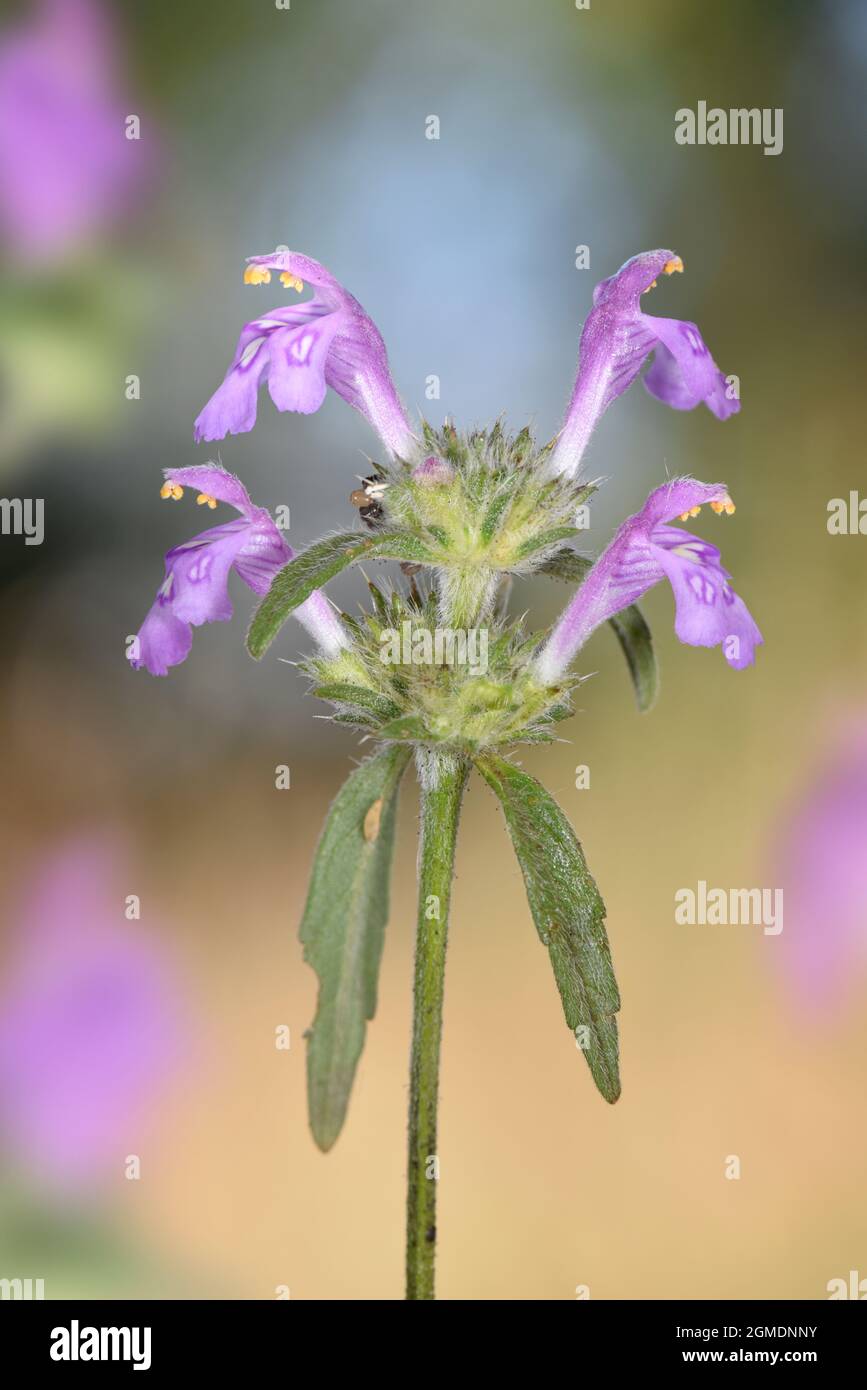 Red Hemp-nettle - Galeopsis angustifolia Stock Photo - Alamy