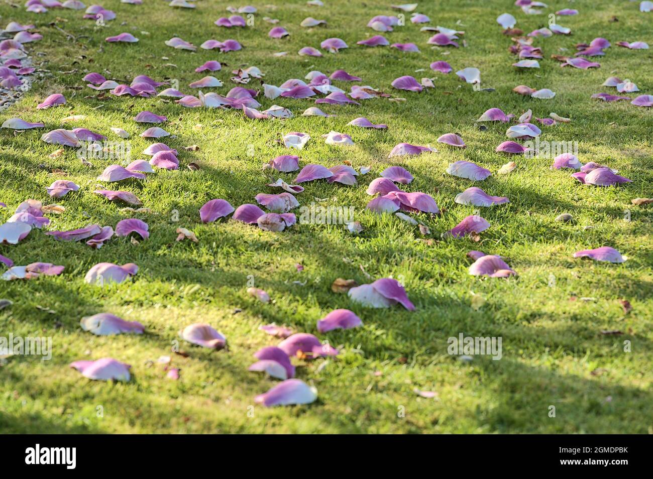 Beautiful closeup view of pink fallen petals on the lawn of low growing Chinese saucer magnolia (Magnolia Soulangeana) tree blooming on university Stock Photo