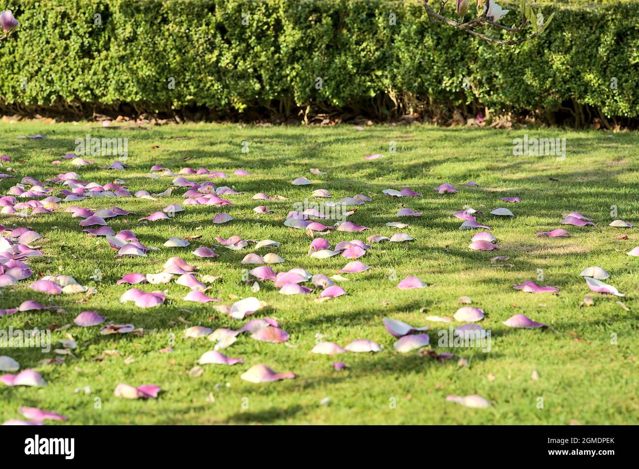 Beautiful closeup view of pink fallen petals on the lawn of low growing Chinese saucer magnolia (Magnolia Soulangeana) tree blooming on university Stock Photo