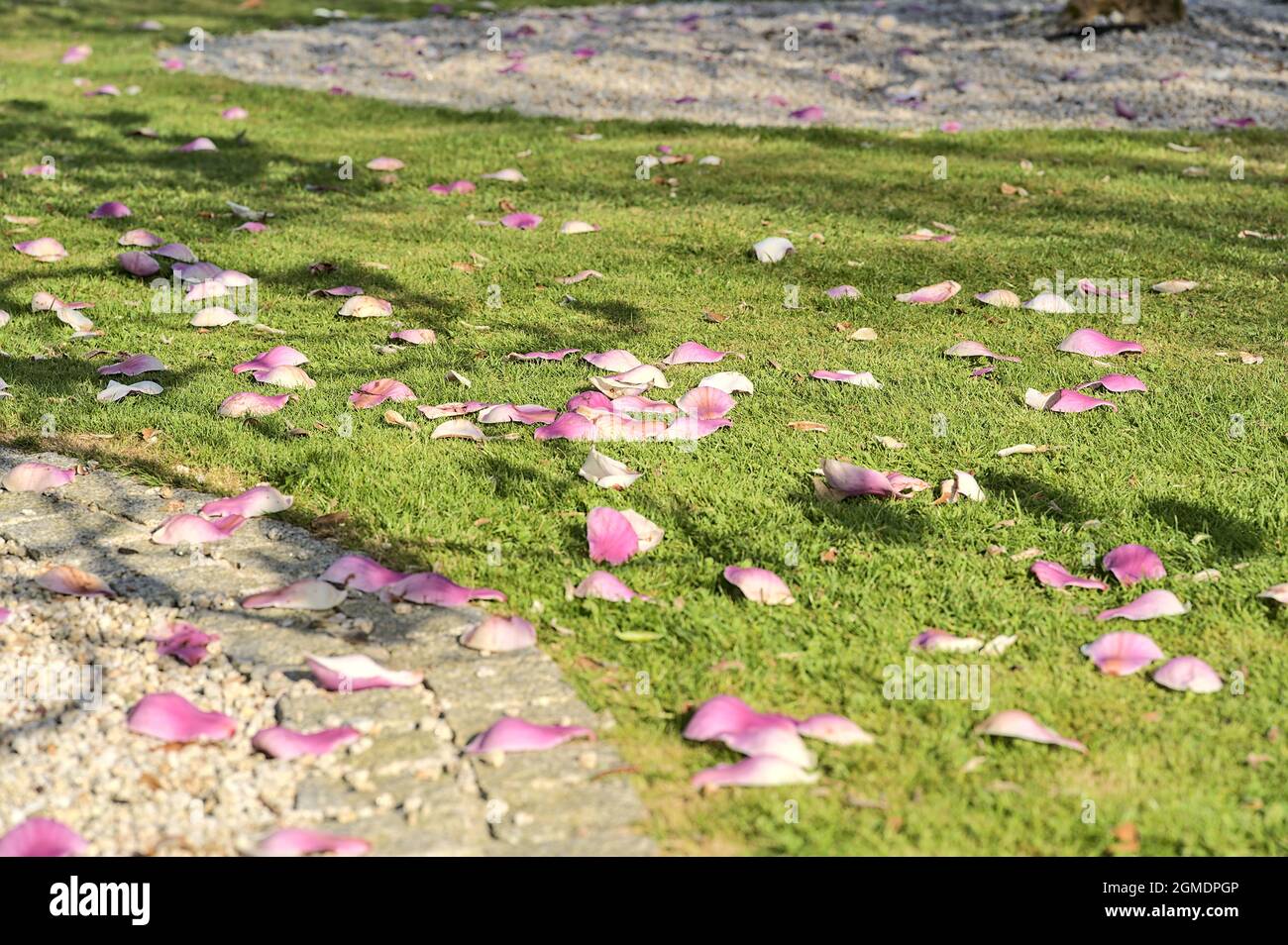 Beautiful closeup view of pink fallen petals of low growing Chinese saucer magnolia (Magnolia Soulangeana) tree, with round gray stone mulching Stock Photo