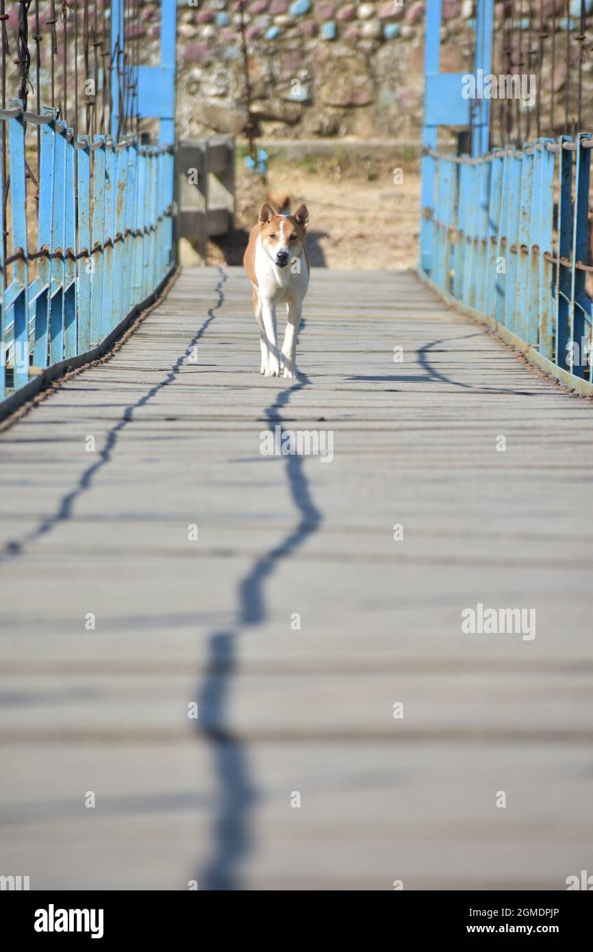 dog in the hanging bridge Stock Photo