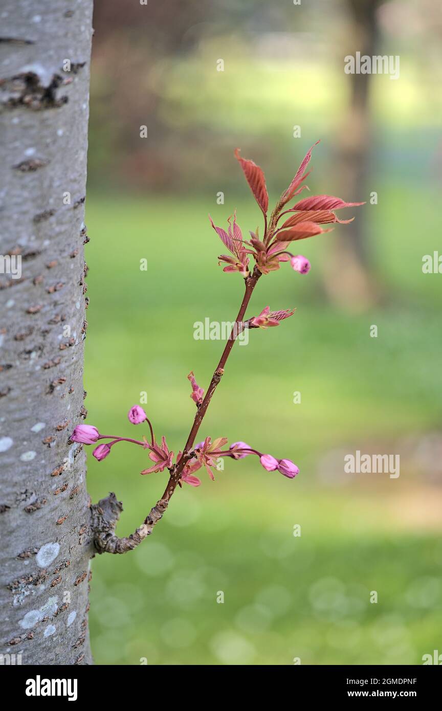 Beautiful closeup view of delicate spring shoot of pink cherry (Prunus Shogetsu Oku Miyako) flowering tree on its trunk on university campus, Dublin Stock Photo