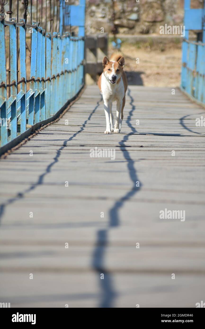 doggy in bridge Stock Photo