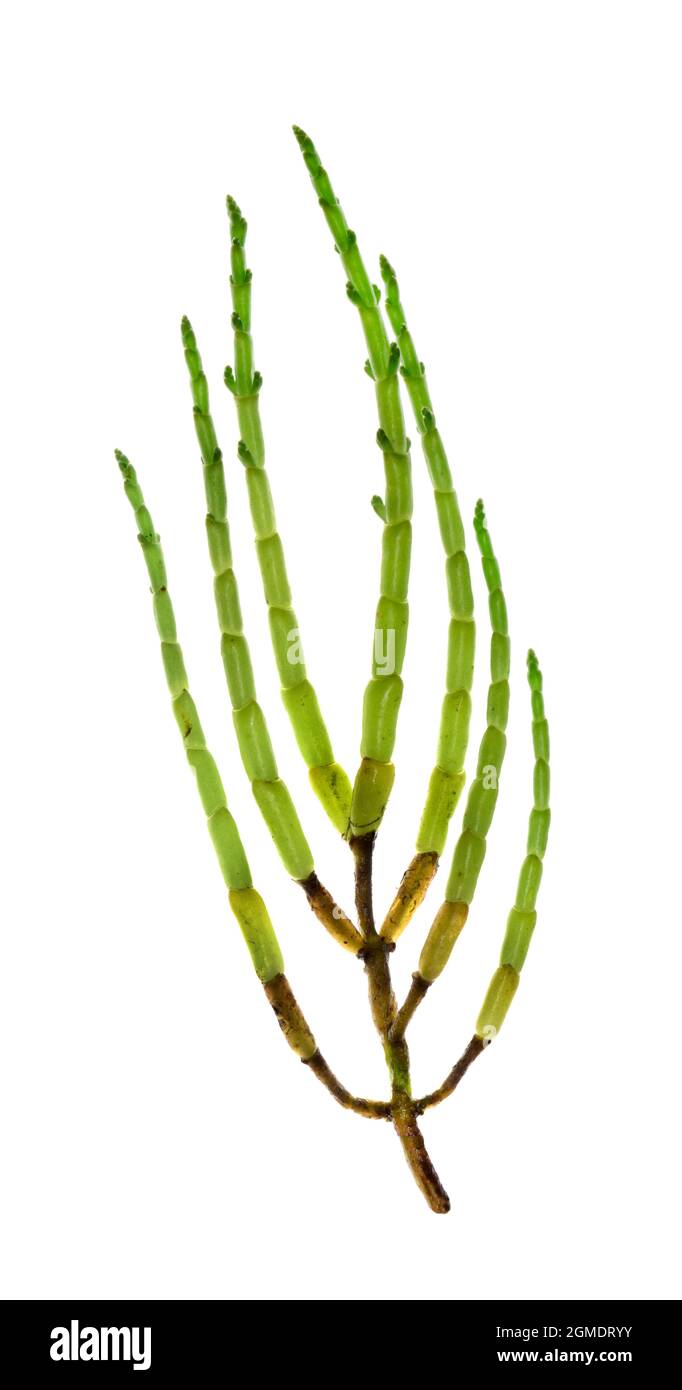 Long-spiked Glasswort - Salicornia dolichostachya Stock Photo