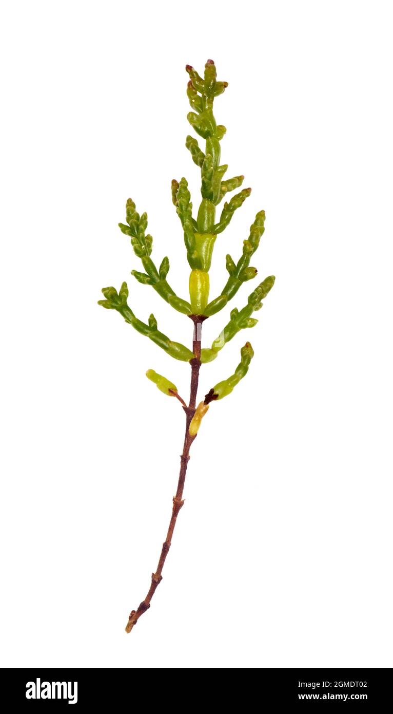 One-flowered Glasswort - Salicornia disarticulata (pusilla) Stock Photo