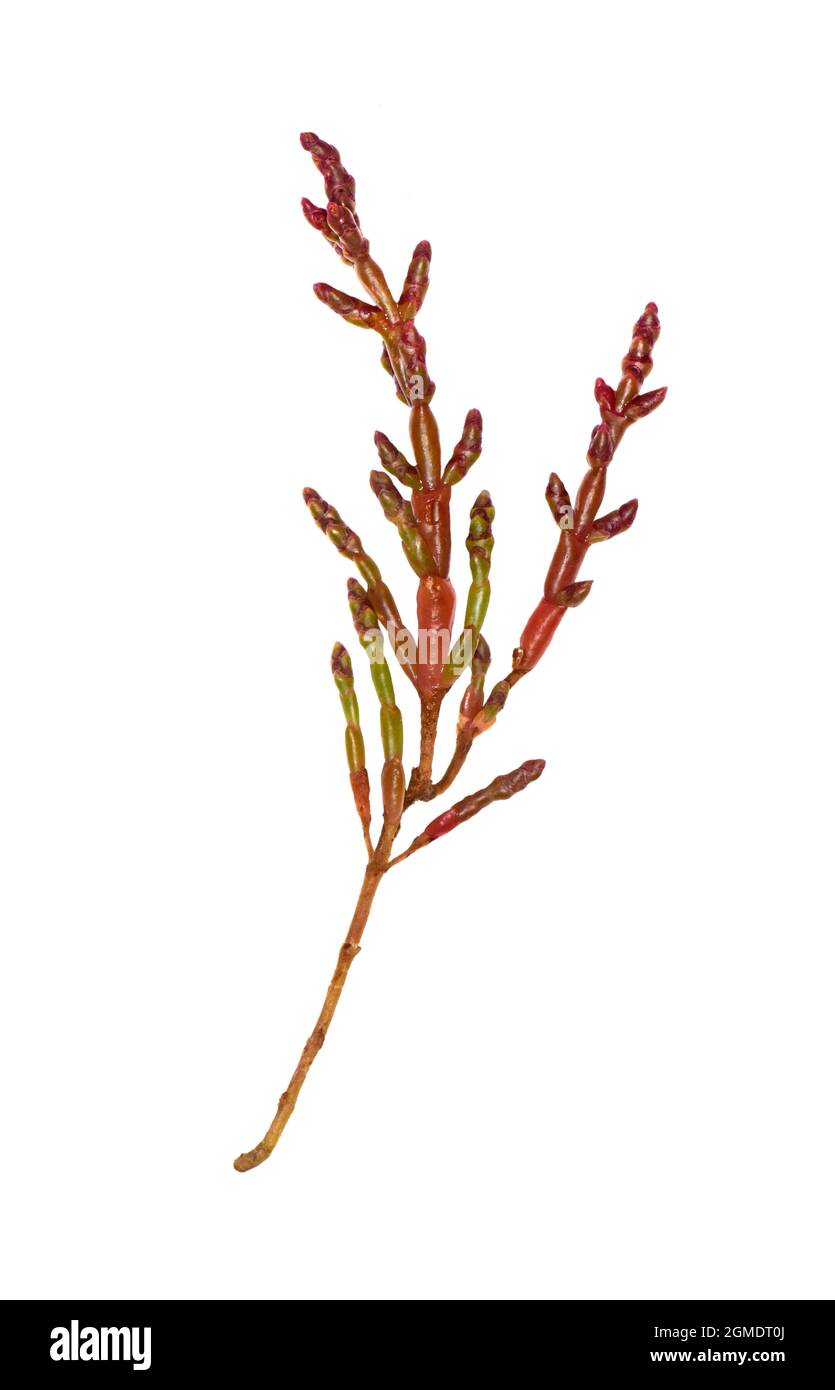 Purple Glasswort - Salicornia ramosissima Stock Photo