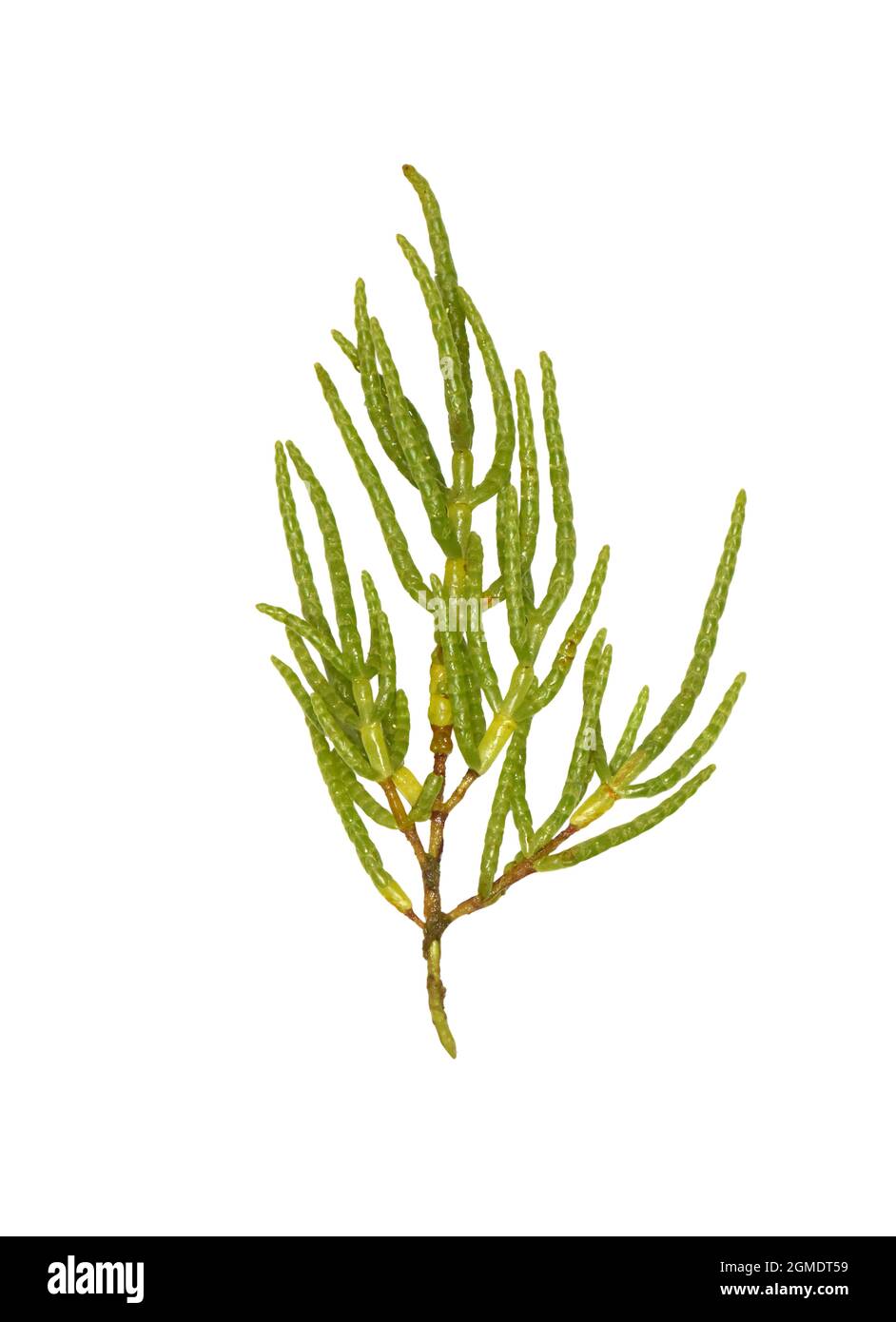 Long-spiked Glasswort - Salicornia dolichostachya Stock Photo