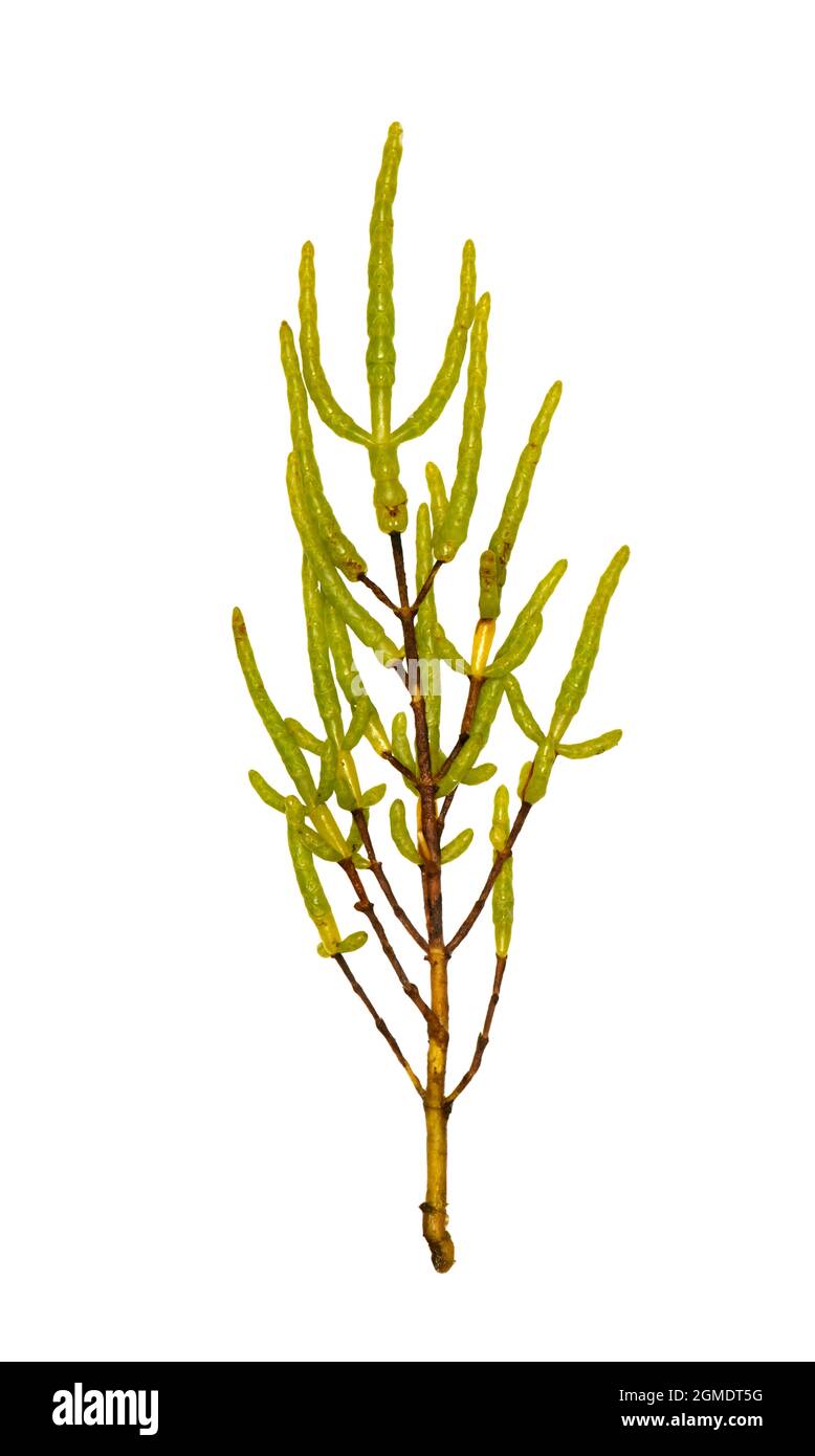 Yellow Glasswort - Salicornia fragilis Stock Photo