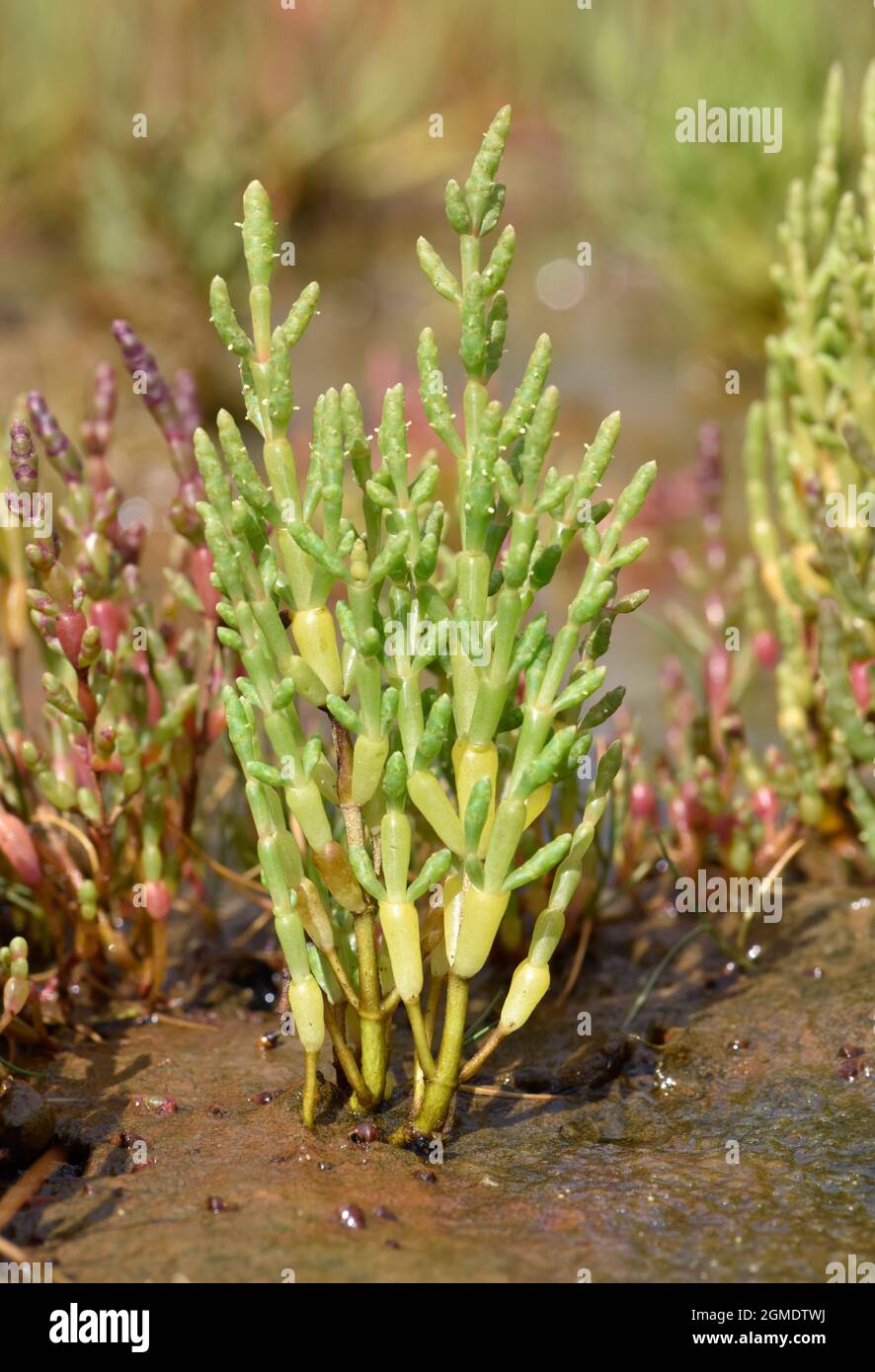 Common Glasswort - Salicornia europaea Stock Photo