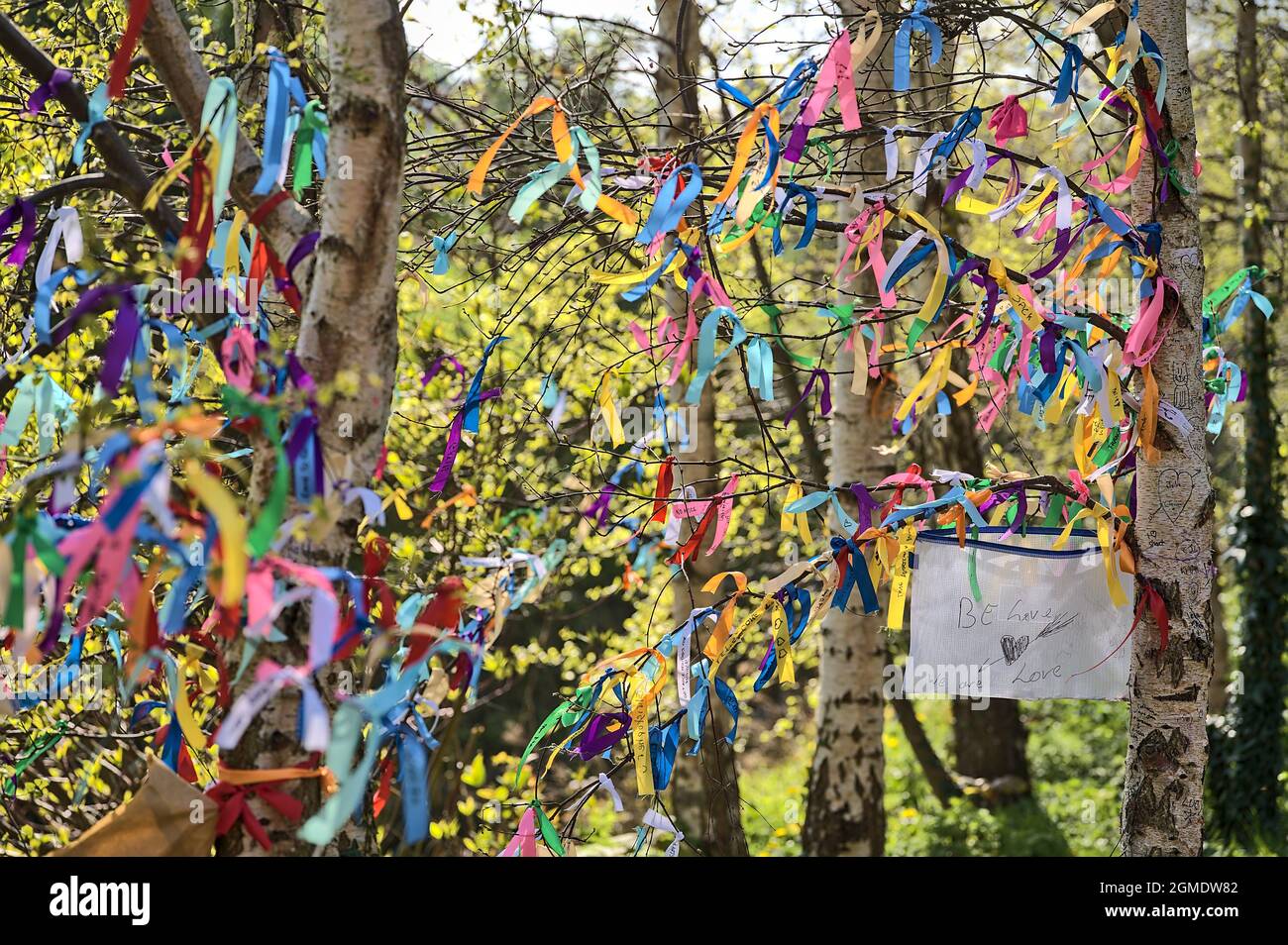 Be Love, We Are Love.Closeup view of many ribbons of different colors tied on branches of spring birch tree seen at university campus, Dublin, Ireland Stock Photo