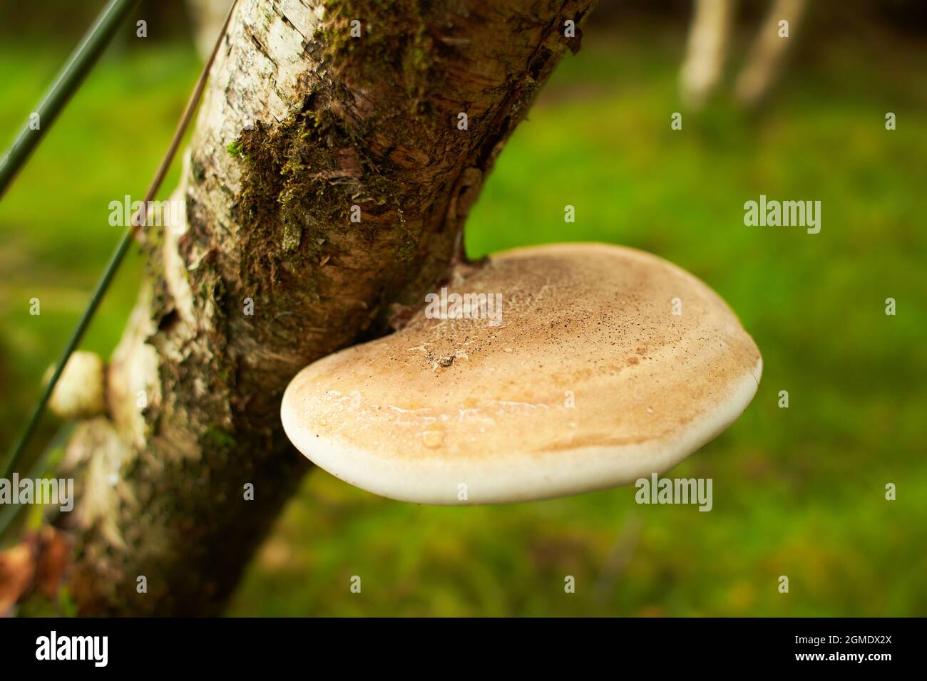 Poisonous mushrooms on the trunk of old tree covered with green lichen in the autumn forest with selective focus on blurred background. Autumn forest Stock Photo