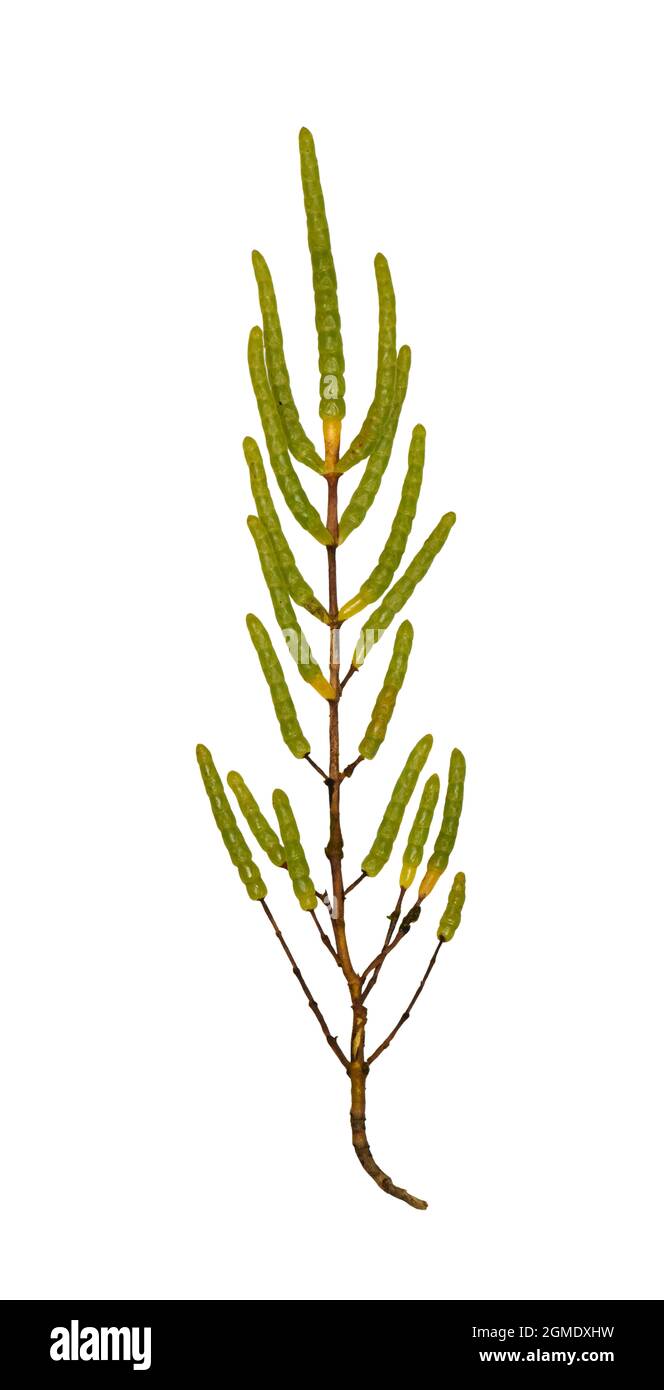 Yellow Glasswort - Salicornia fragilis Stock Photo