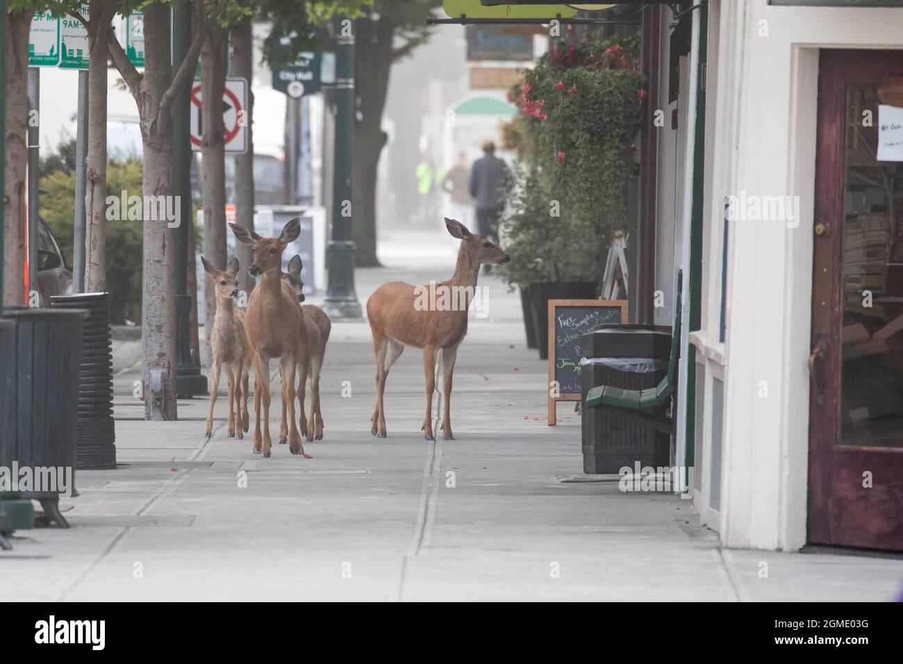 Port Townsend, WA; USA - September 9, 2021 - Deer walking on the sidewalks in downtown Port Townsend. Stock Photo