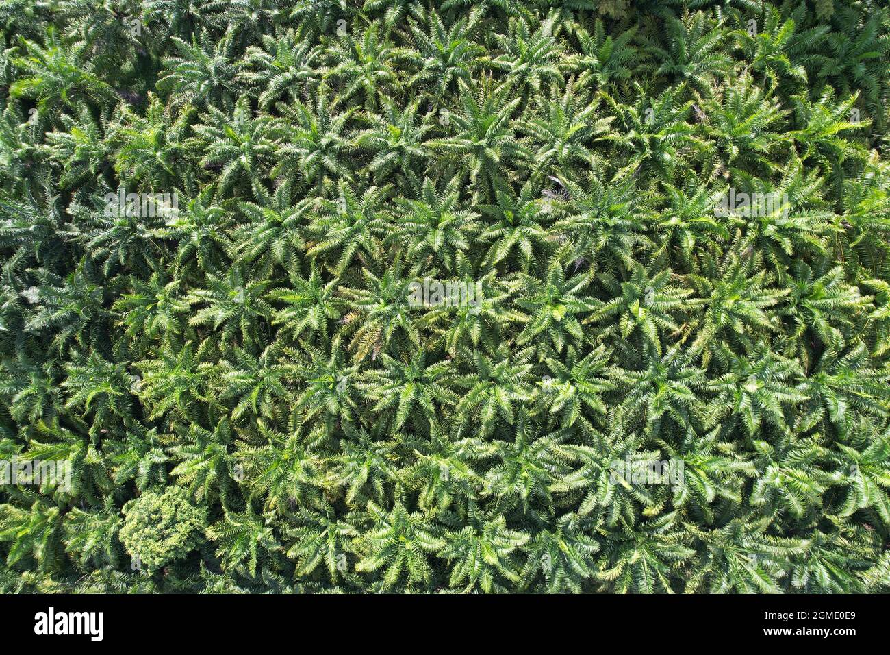 nature pattern palm oil tree plantation from aerial view nature background Stock Photo