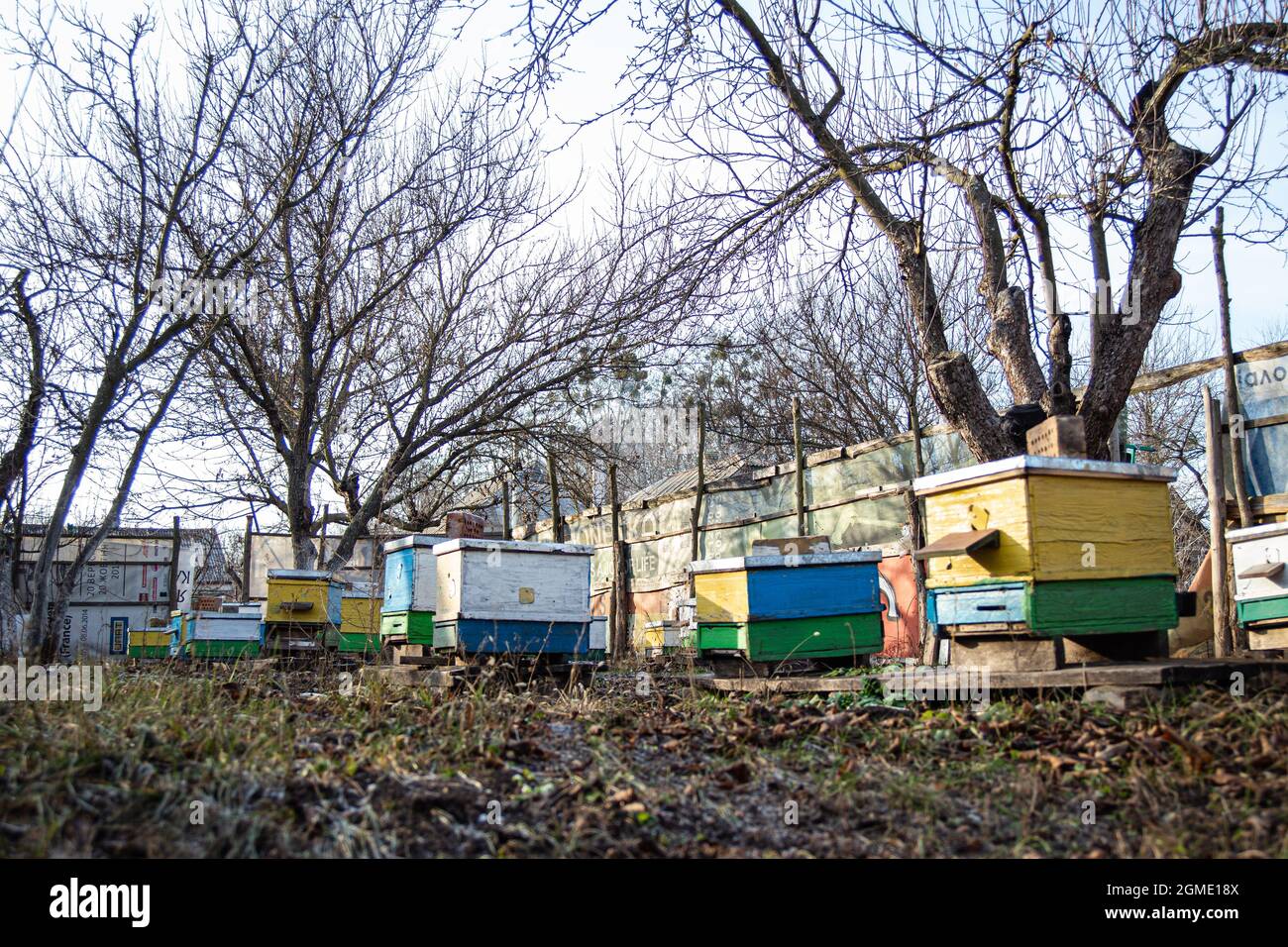 Old multicolored hives on apiary in late autumn. Bees sit in hives in ...