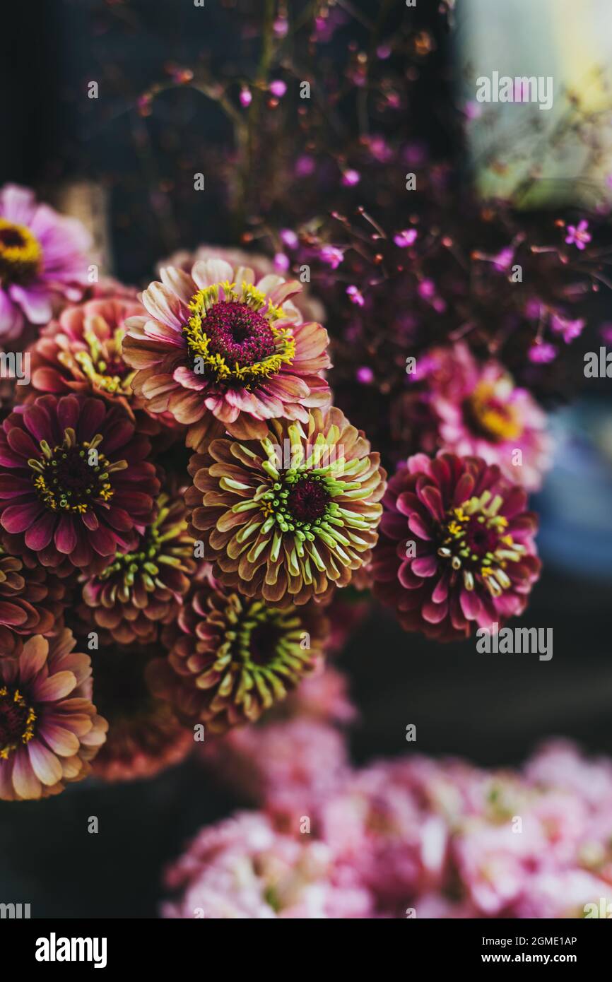 Beautiful farmer flowers (Zinnia) at the flower market.  Selective focus. Stock Photo