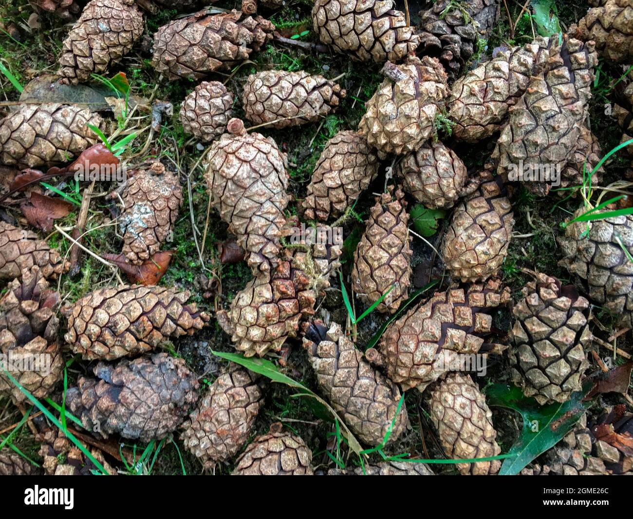 Conifer Cones or Pine Cones - the conical or rounded woody fruit of a pine tree, with scales which open to release the seeds. Stock Photo