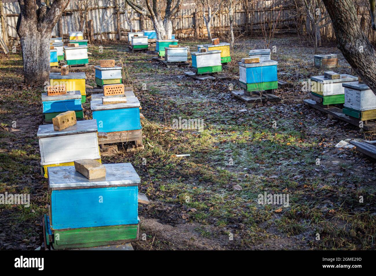row of old yellow and blue hives on old apiary. large apiary to remove ...