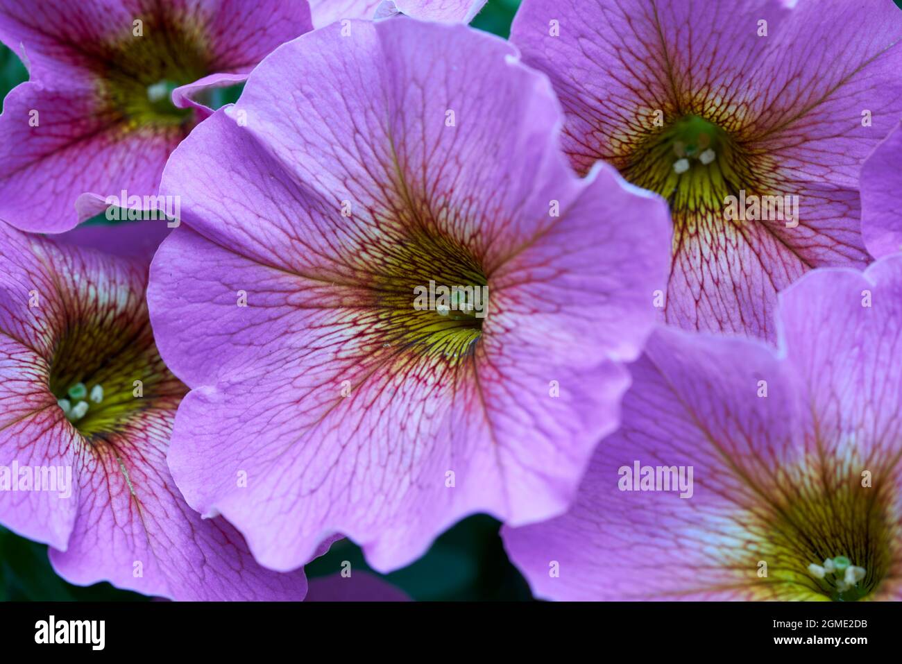 Petunia Solanaceae, Petunioideae. Stock Photo