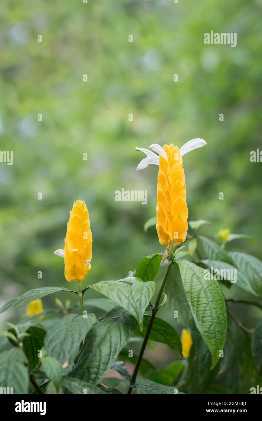 golden shrimp, pachystachys lutea, bright yellow bracts flower with white wings, known as golden candle or lollypop plant, in the garden Stock Photo