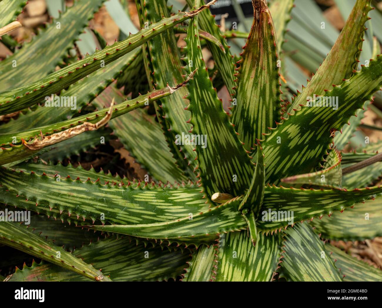 Heavily patterned Aloe Somaliensis in close-up Stock Photo