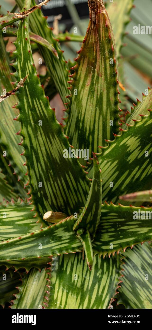 Heavily patterned Aloe Somaliensis in close-up Stock Photo