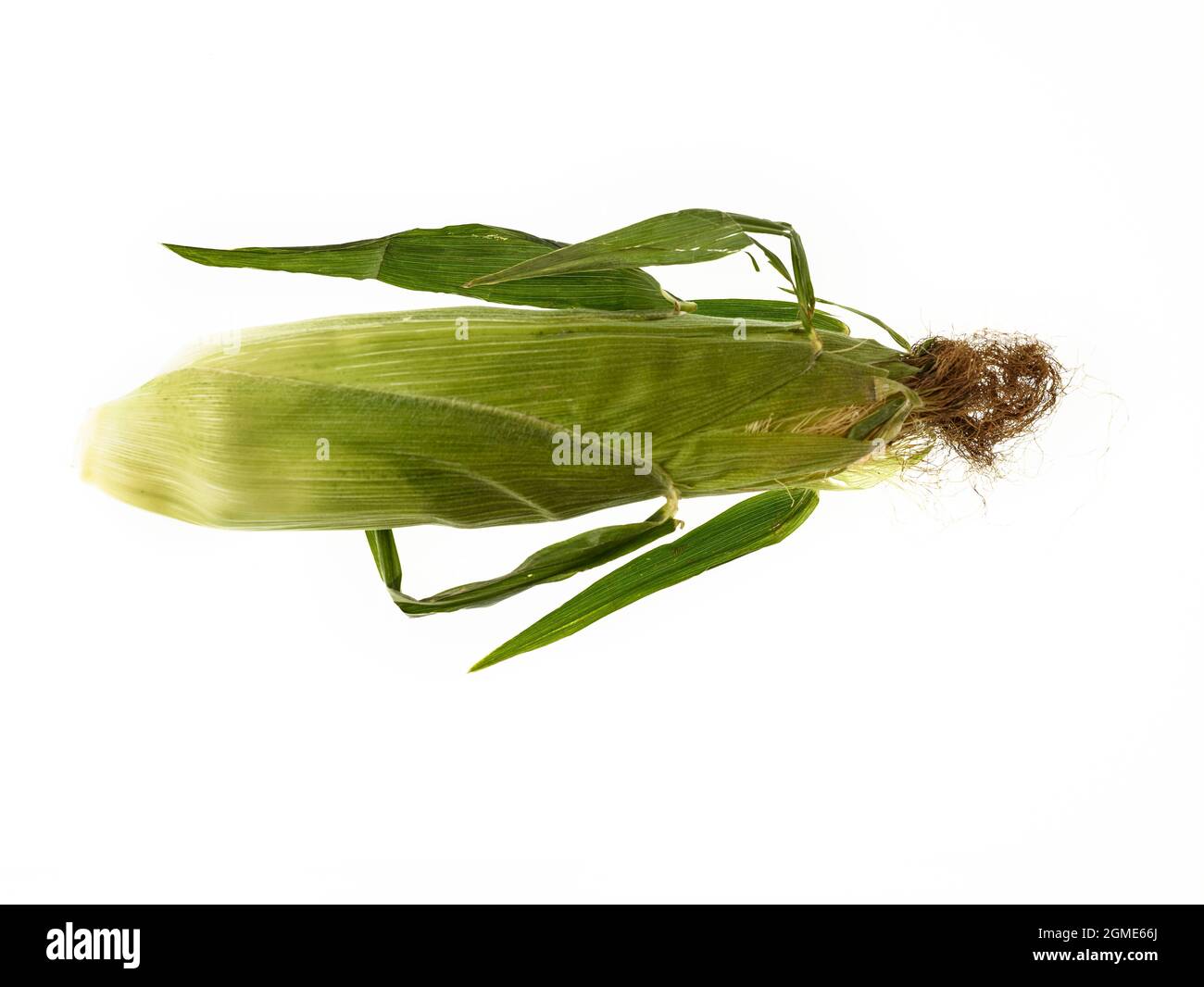 Maize grinding Cut Out Stock Images & Pictures Alamy