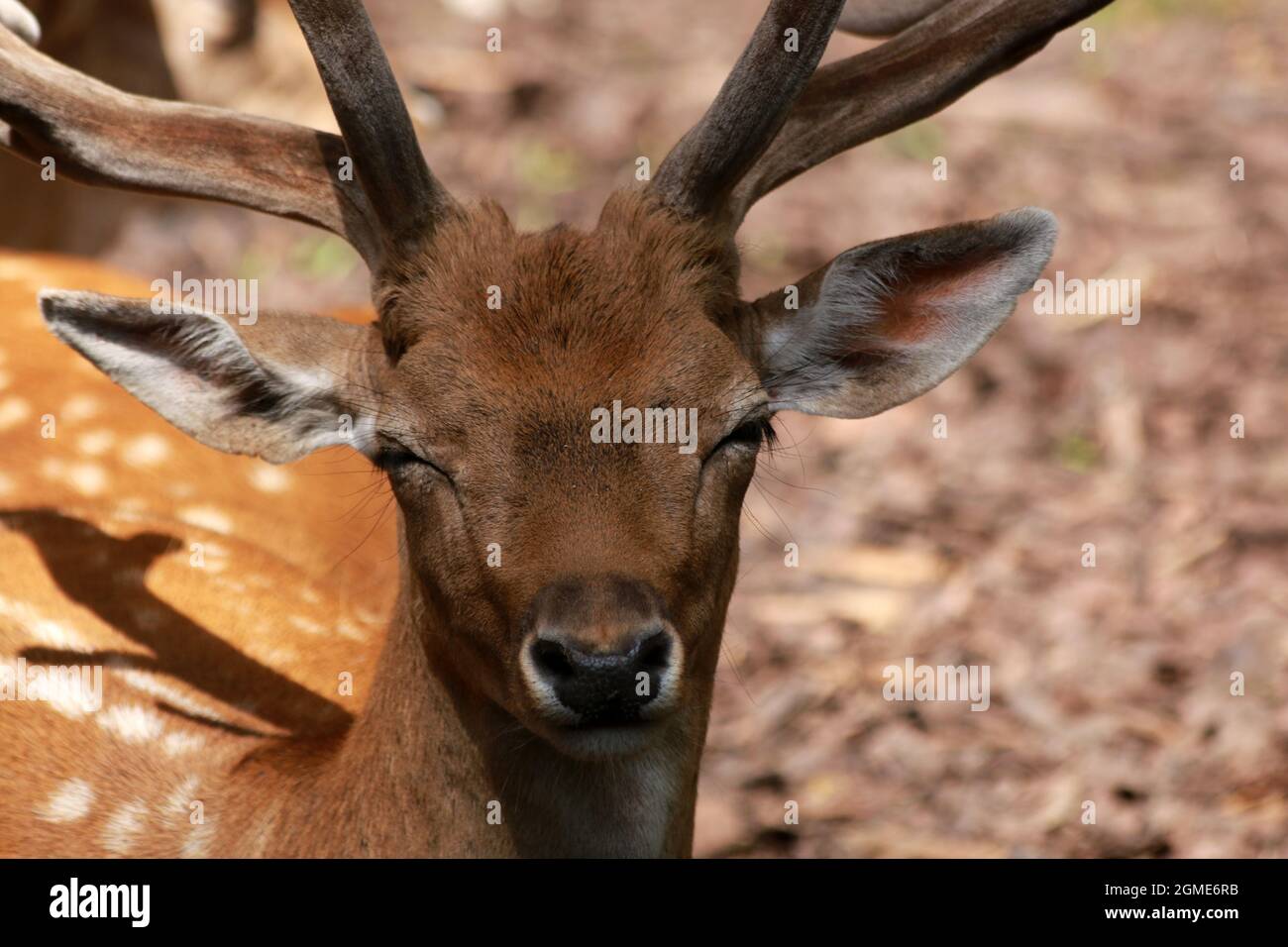 European fallow deer in a forest Stock Photo - Alamy