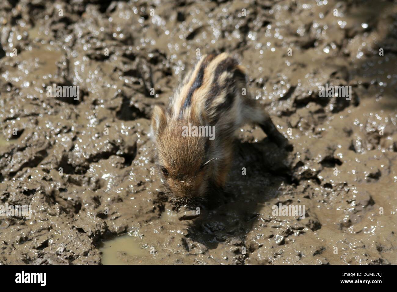 Wild boar cubSqueaker in the mud, Bavaria, Germany Stock Photo Alamy