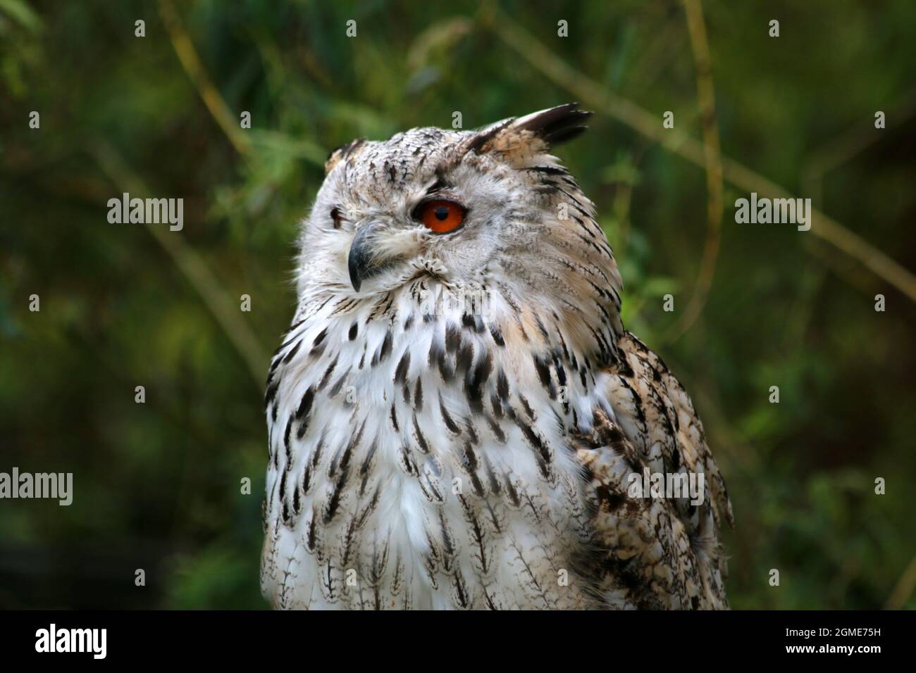 Siberian eagle owl in close up Stock Photo