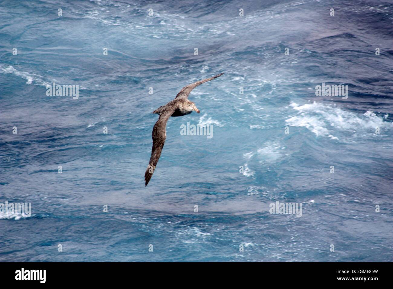 Petrel in flight over the Antarctic Sea Stock Photo