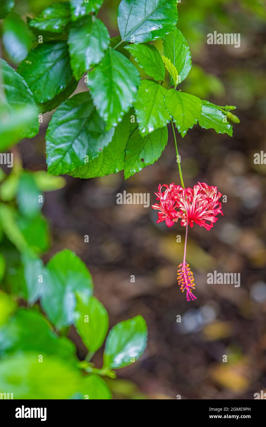 Spider hibiscus flower consisting four small flowers in red color Stock Photo