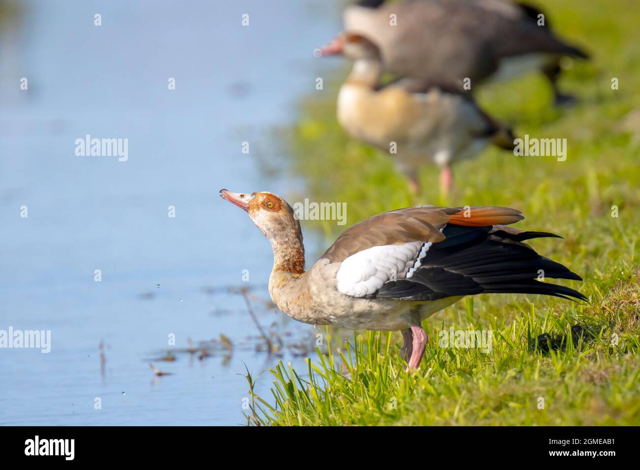 Egyptian goose, Alopochen aegyptiacus, drinking. They are native to Africa south of the Sahara and the Nile Valley Stock Photo