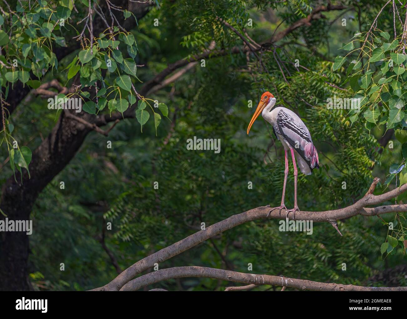 A painted Stork basking while sitting on a tree alone Stock Photo