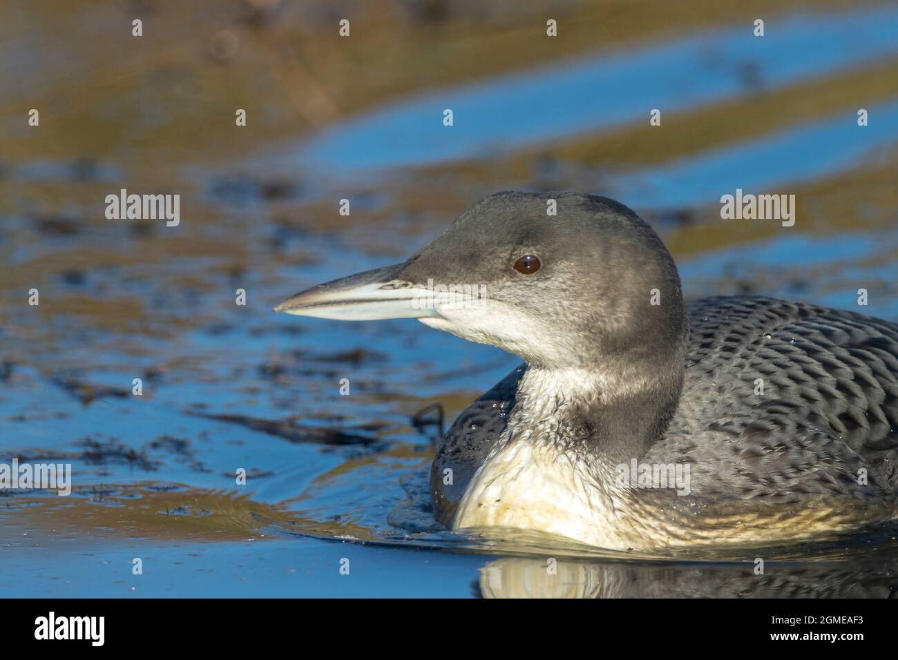 Closeup of a Common loon, Gavia immer, also known as the great northern diver or great northern loon hunting and eating crayfish Stock Photo