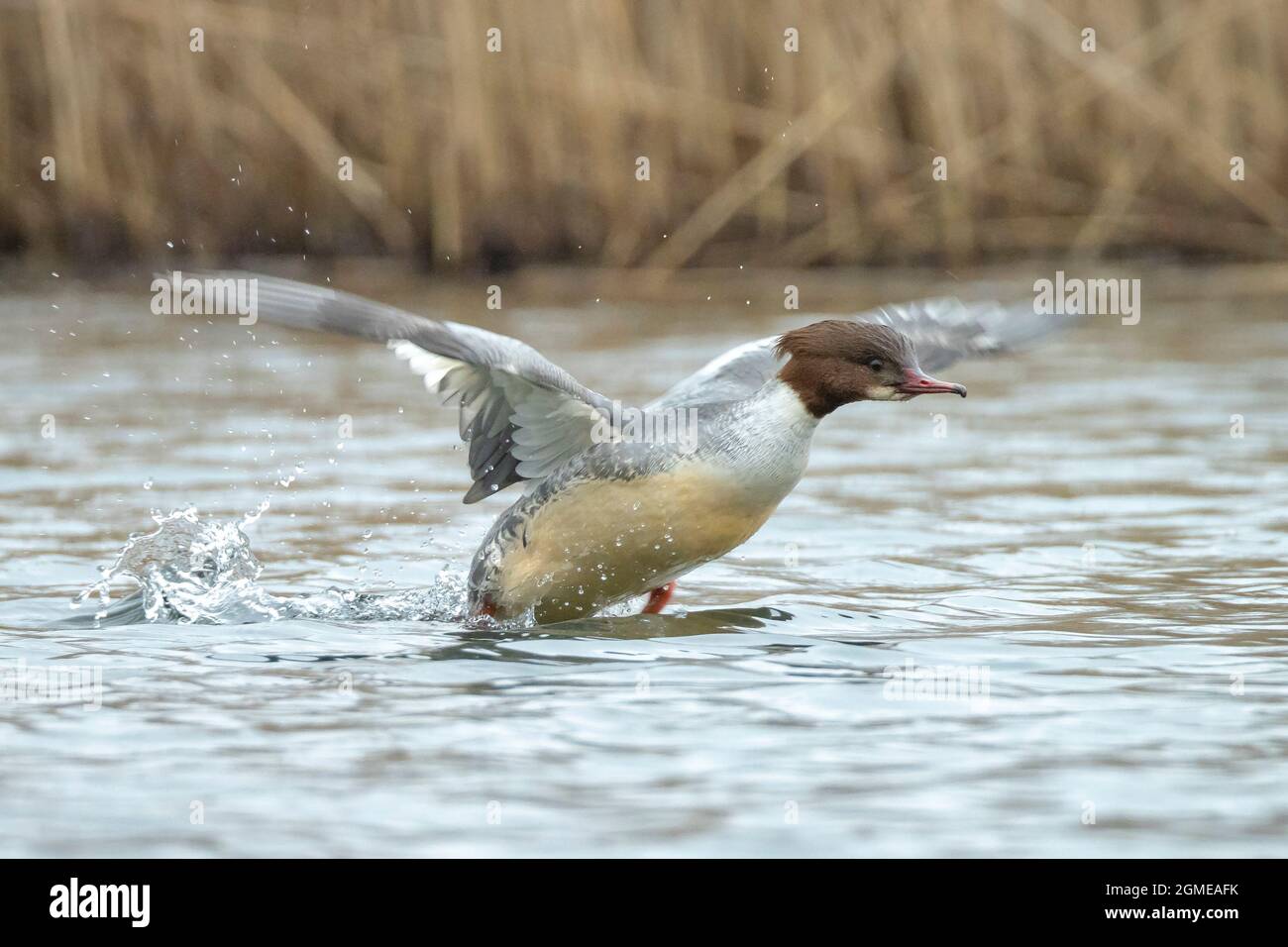 The common merganser or goosander male, Mergus merganser, swimming on the the water surface. Stock Photo