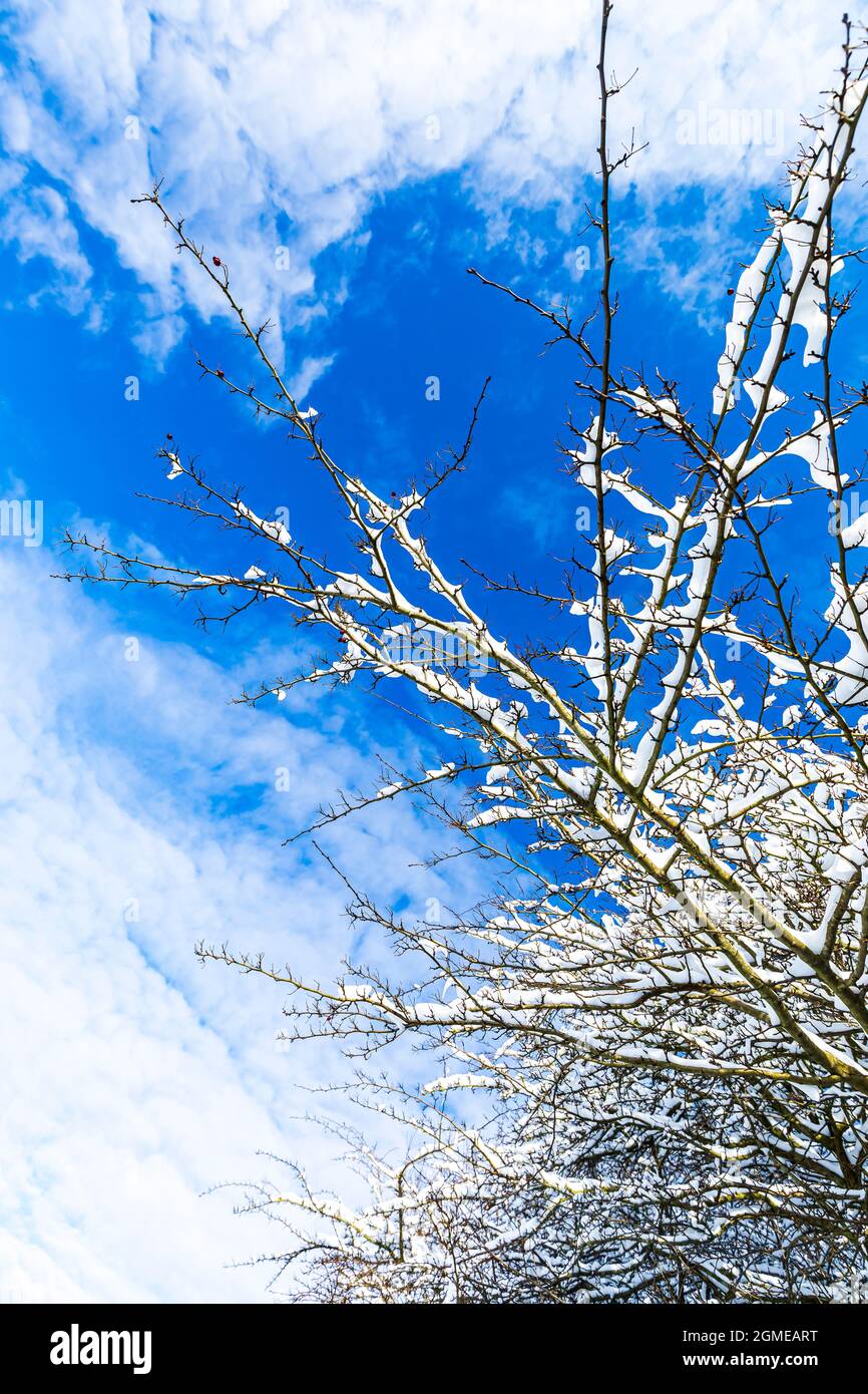 Branches covered with snow against a blue sky with some clouds from a looking up perspective, cold winter concept. Stock Photo