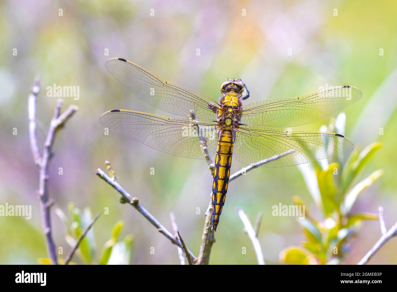 Black-tailed skimmer, Orthetrum cancellatum, is a dragonfly of Europe and Asia. A female specie is resting, warming up in the warm summer sunlight. Stock Photo