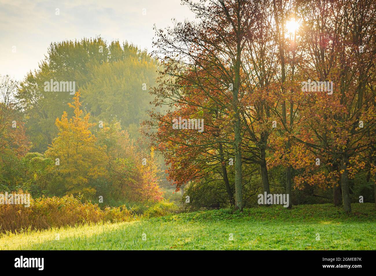 Hdr woods trees sun sky hi-res stock photography and images - Alamy