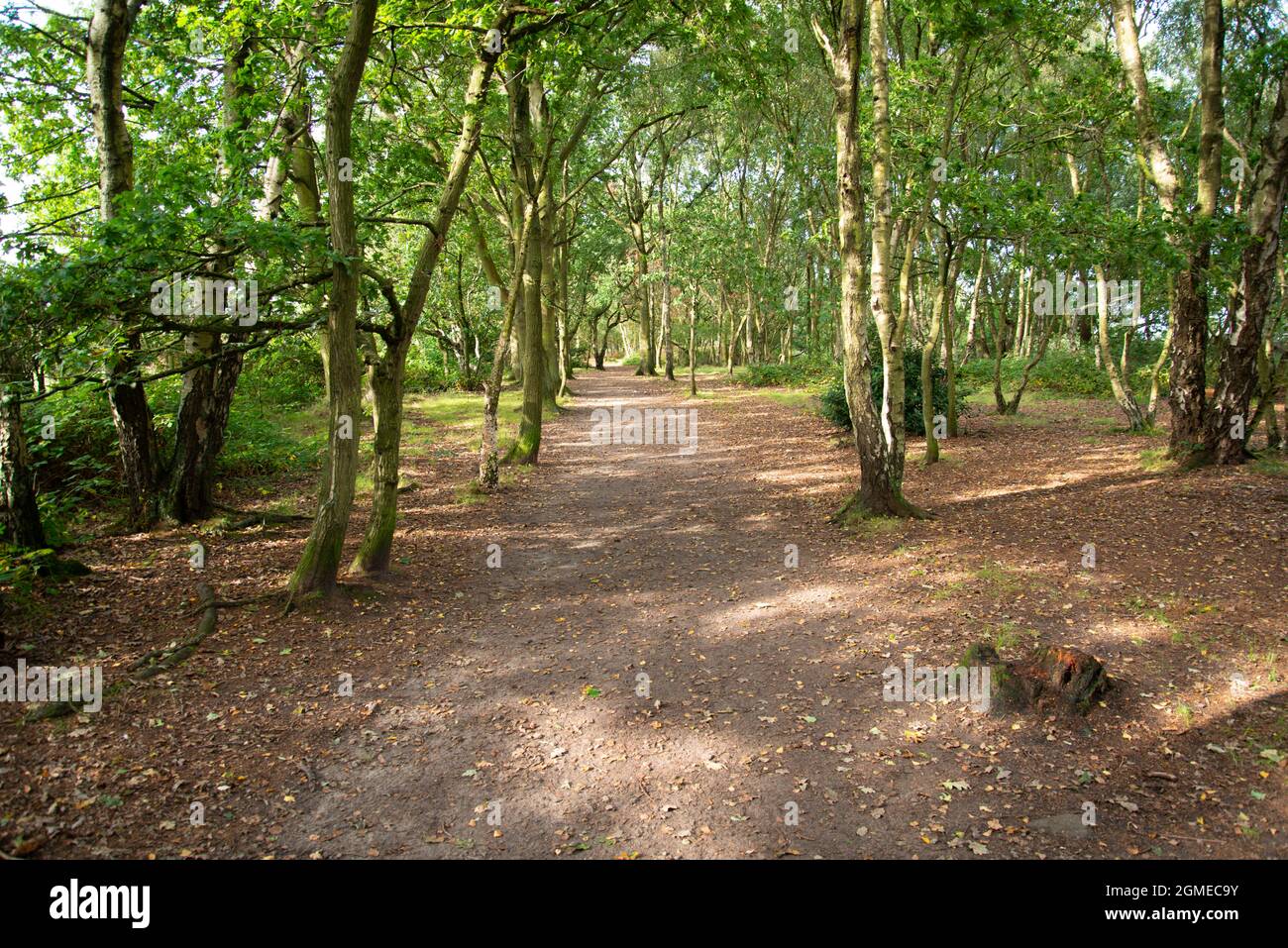 A leafstrewn path through the woodland in The Wirral Country