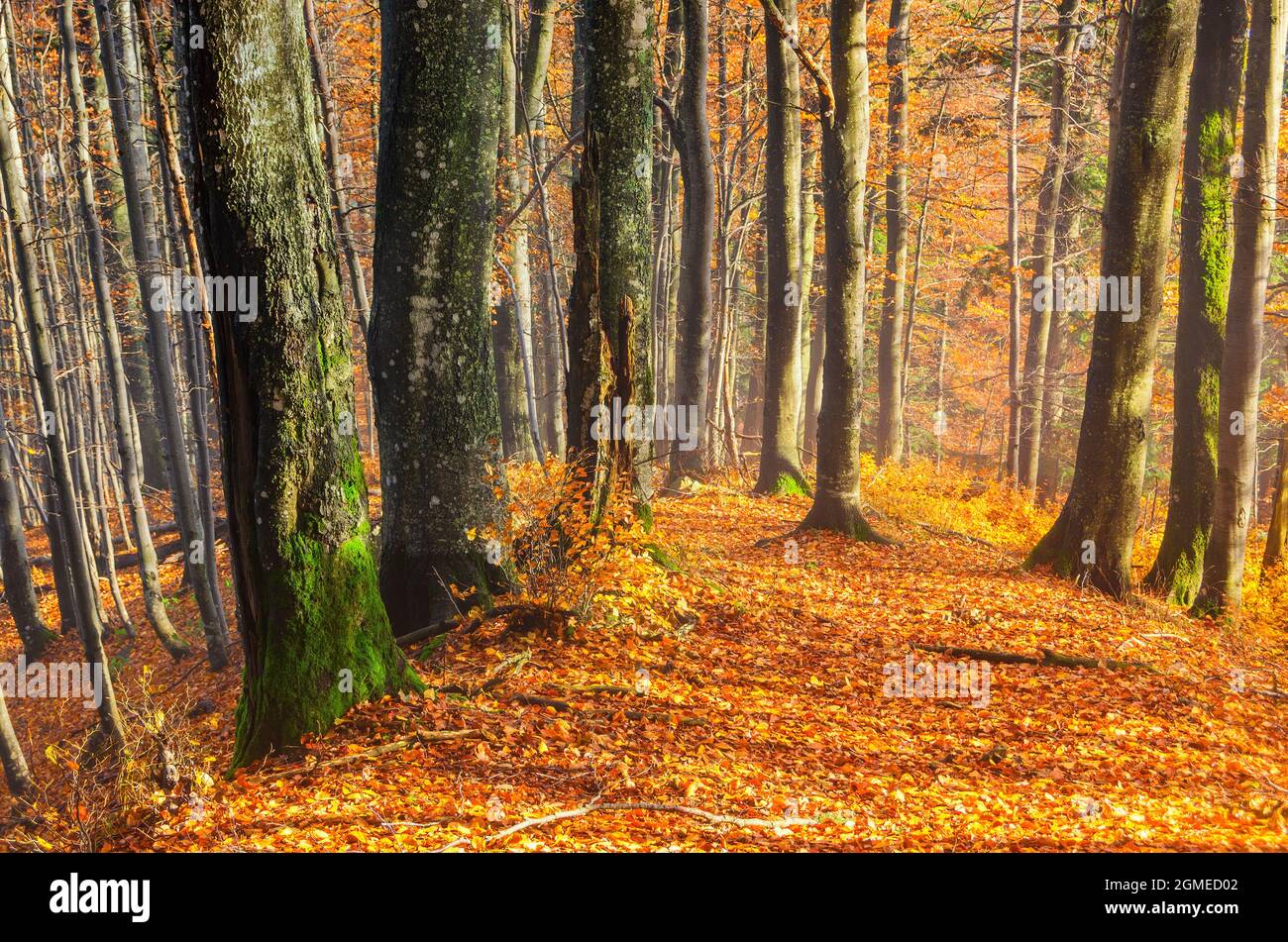 Sunny autumn forest hi-res stock photography and images - Alamy