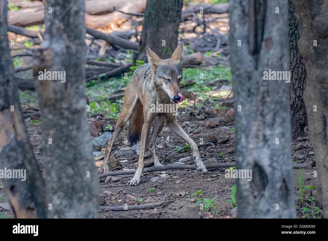 A different style movement of a wolf , looking like a hangover Stock Photo - Alamy A different style movement of a wolf , looking like a hangover Stock Photo - Alamy