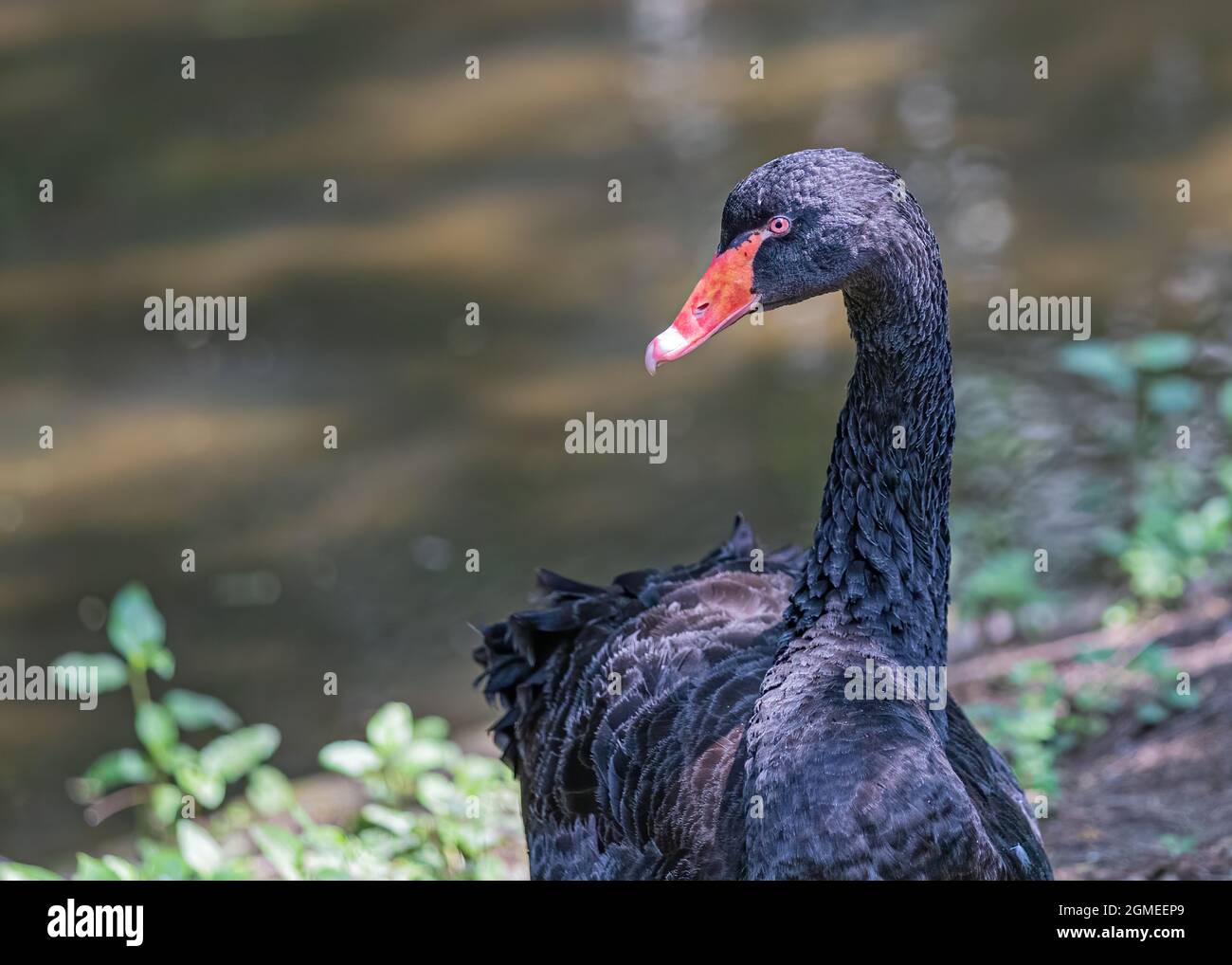 Swam Photo Example Black Swam posing for a portrait near a lake Stock Photo - Alamy