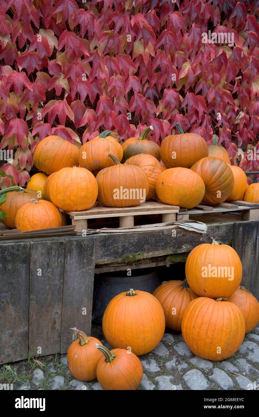Autumnal display of pumpkins at organic farm shop, Low Sizergh Barn, Cumbria, UK Stock Photo